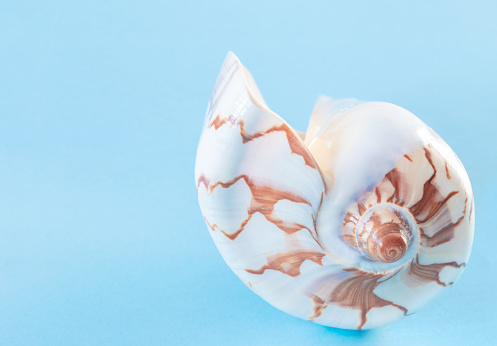 Shell with a Glass Pearl