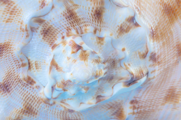 background of beautiful seashell  close up