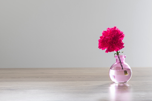 pink carnation in glass vase on white background