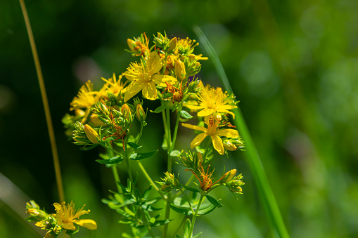 close-up of the yellow blossoms of Hypericum perforatum, a herbal medicine.