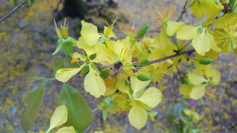 Close up of honey bee. Little bee collecting nectar pollen on spring in yellow apicot flower in sunny day, Mekong Delta Vietnam.