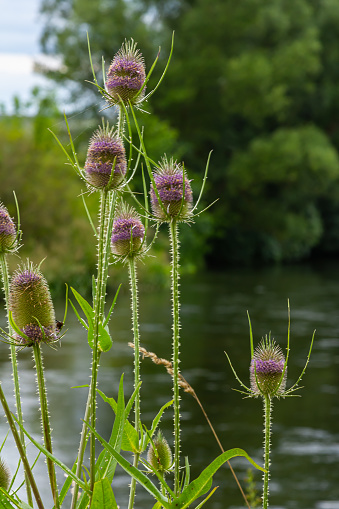 Flowering Wild teasel, Dipsacus fullonum during a summer evening in European wilderness.