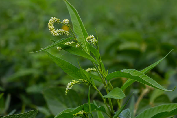 Aconogonon speciosum or Giant Fleeceflower