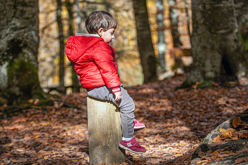 Boy in a red coat sitting on a log among beech trees