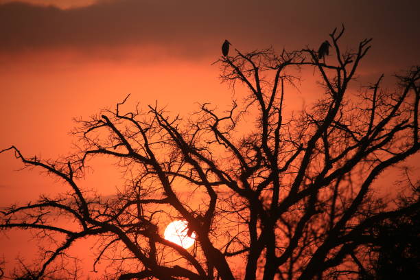 African Wildlife
