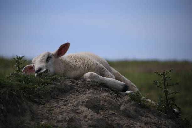 istock relaxing sheep on a meadow in Sylt Island 2040067799