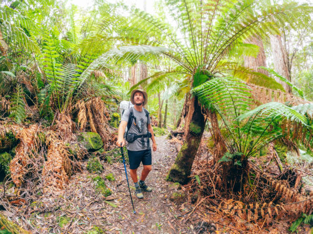 istock Hiker in a fern forest in Australia 2040067861