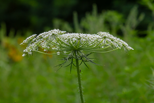 Daucus carota known as wild carrot blooming plant.