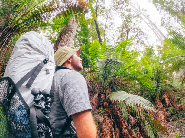 istock Fern-filled Adventure: Hiking Through Australia's Lush Forest 2040068420