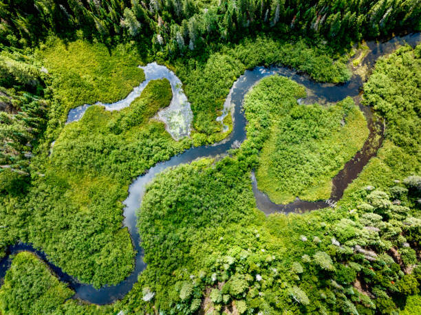 istock Winding creek and forest in summer 2040068423