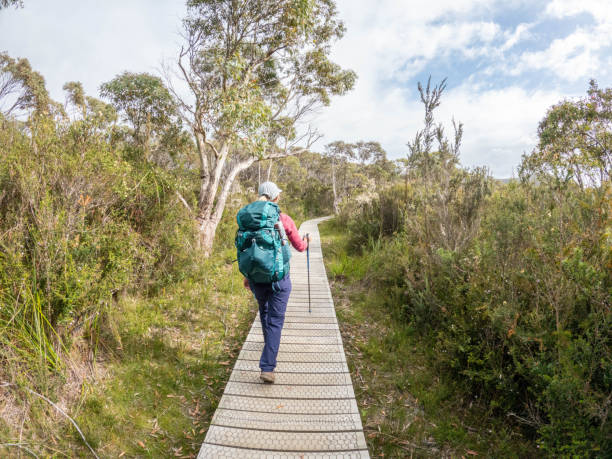 istock Rear view of a multi-day backpacker in Australia, she hikes through the bushes 2040068951