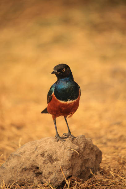 a superb starling on a rock on the ground
