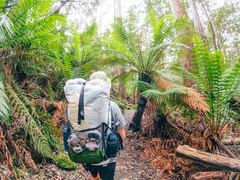 A man enjoys a scenic hike in Tasmania, immersing himself in the beauty of the natural surroundings.