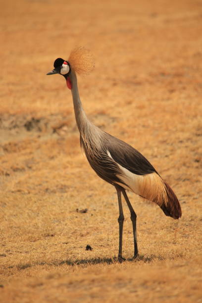 istock a grey crowned crane in Tanzania 2040071150