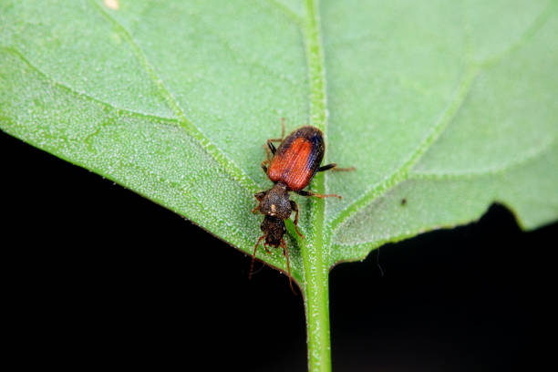 Carabidae insects in natural state, North China