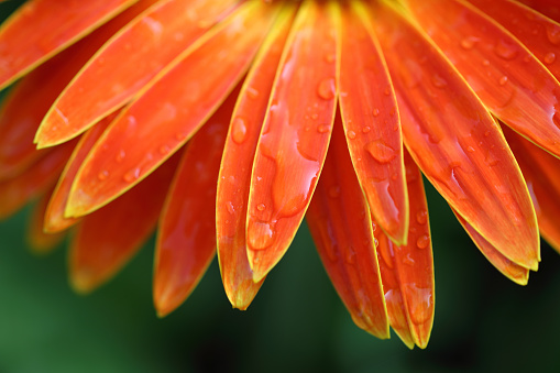 orange flower petals with water drop close up. Macro photography of gerbera flower petals with dew.