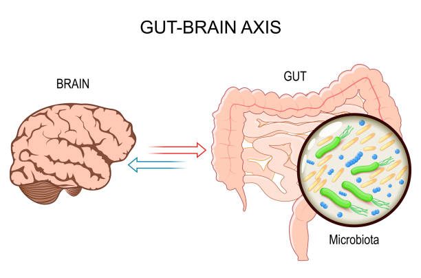 Microbiome Gut Brain Axis vector art illustration