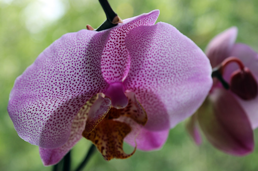 Pink speckled orchid flower growing in a pot. Close-up photo of a house plant.