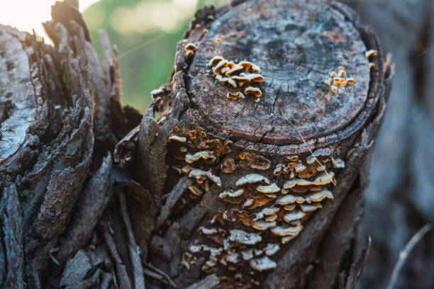 A closeup of mushroom growing on a tree stump