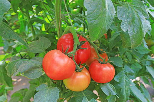 Ripe tomatoes are on the farm, North China