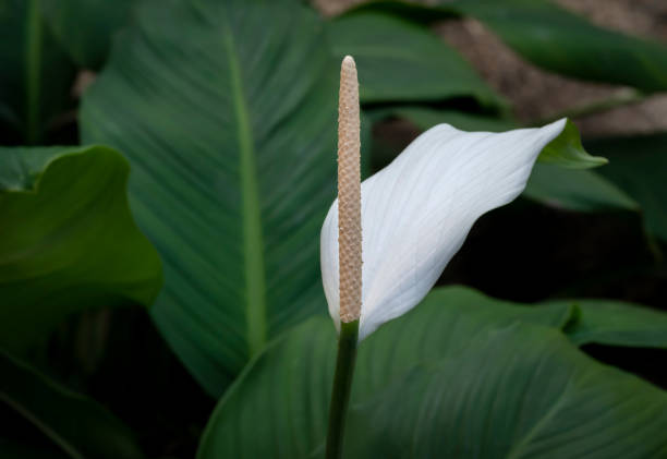 열대 정원에서 피는 흰색의 spathiphyllum 꽃 피는 식물의 클로즈업. - peace lily lily stamen single flower 뉴스 사진 이미지