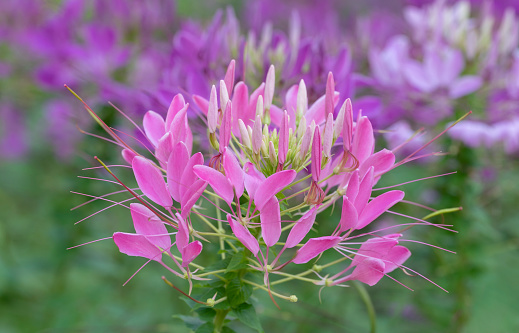 Close-up of soft pink Spiny spider flowers (Cleome flowers) blooming in the garden with natural soft sunlight on a blurred background.