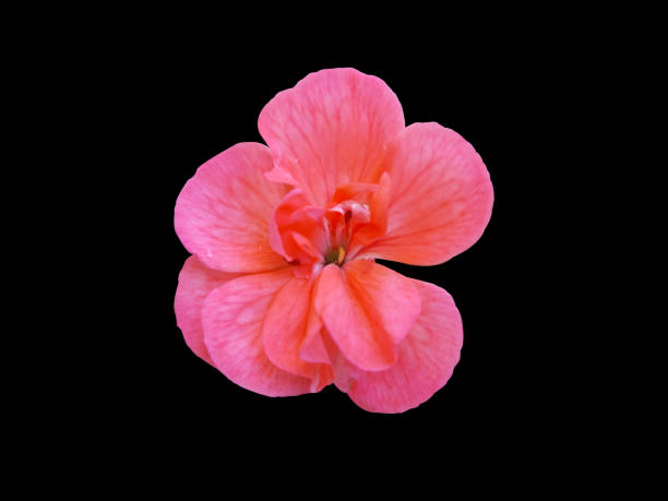 Pelargonium peltatum (Geranium) Red pink flower in bloom isolated on black background