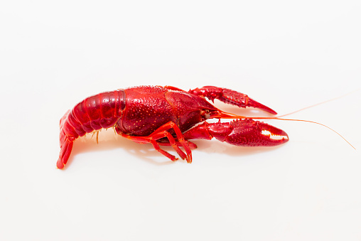 Red boiled crayfish flat lay on the white background. Copy space, card,organic wild delicatessen food,food banner.