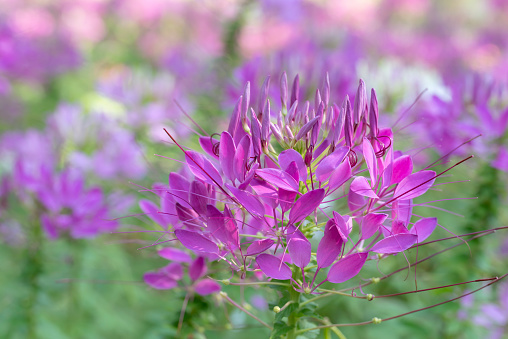Floral background of soft purple-pink Spiny spider flowers (Cleome flowers) blooming in the garden with natural soft sunlight on a blurred background.