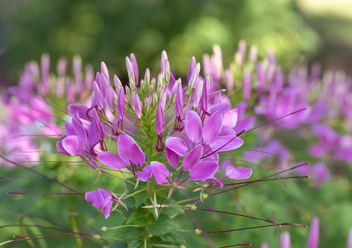 Close-up of soft purple Spiny spider flowers (Cleome flowers) blooming in the garden with natural soft sunlight on a blurred background.