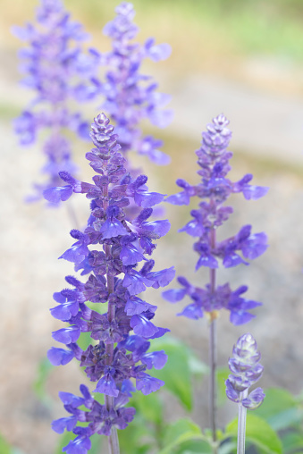 Floral background of Blue Angelonia flowers blooming with natural soft sunlight in the garden on a blurred background.