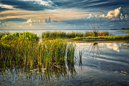 The shoreline of Lake Apopka in Central Florida