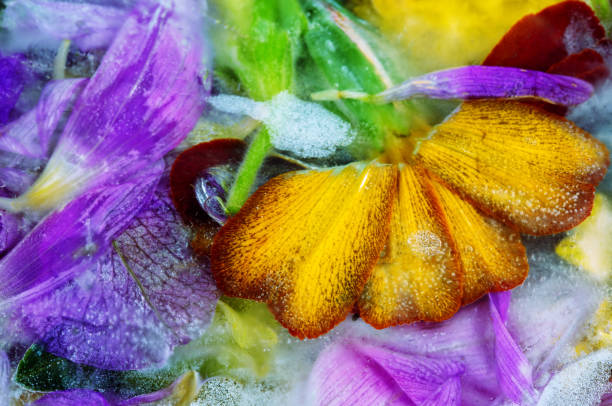Multi-colored flower petals covered with ice. Frozen flowers background.