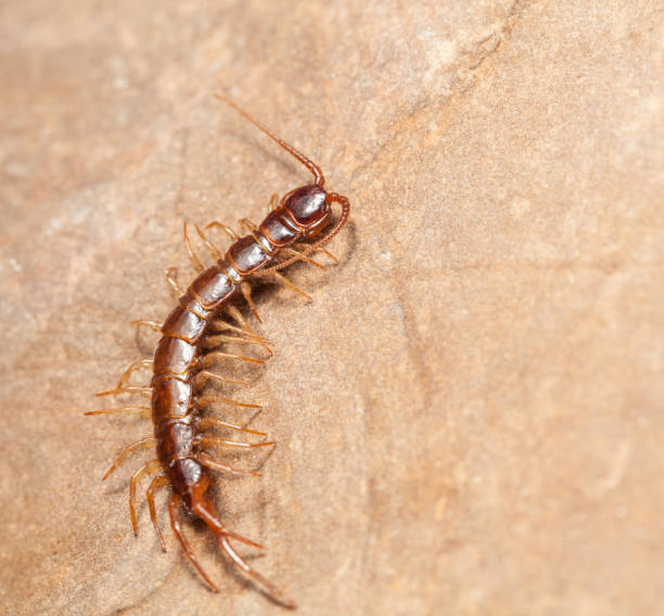 istock Macro full length of stone centipede 2040146214