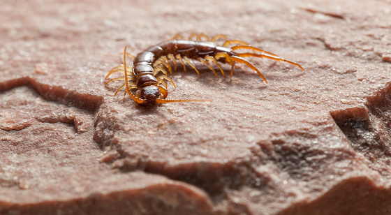 Stone centipede (or brown centipede) hunting on insects.