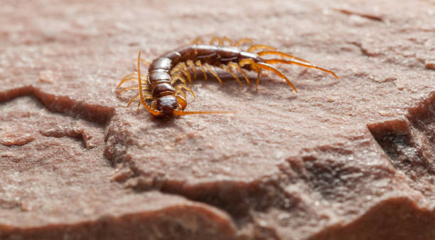 Hunting scolopendra Stone centipede (or brown centipede) hunting on insects. scolopendra centipede stock pictures, royalty-free photos & images