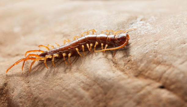 istock Creepy myriapoda 2040149390