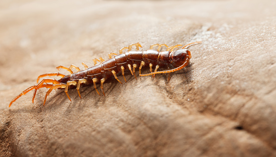 Macro full length side view of stone centipede (Lithobius forficatus) on stone surface.