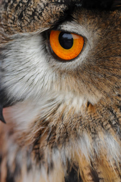 istock Eurasian Eagle Owlclose-up focusing on one eye 2040149995