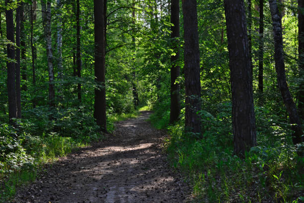istock trail in thick pine forest with sunbeams coming through tree trunks 2040152125