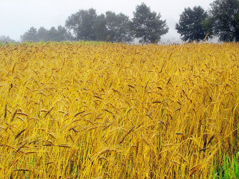 Gold colored cereal field  , trees in the background, misty summer morning.  A Coruña province, Galicia, Spain.