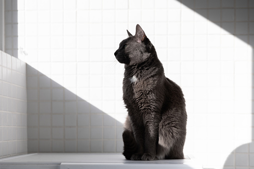 A beautiful dark gray cat sits elegantly against a wall of fine white tiles in the light and shadow lines. High quality stock photo. Minimalism, smooth straight lines. Clean and space for text.