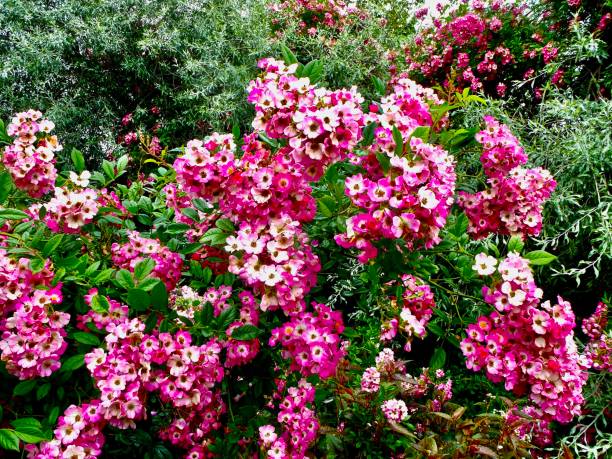 istock Hybrid Musk 'Mozart' rose in bloom 2040167083