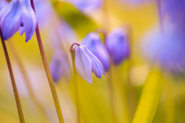 Blue plant Scilla Siberica blooming in the spring, macro, closeup
