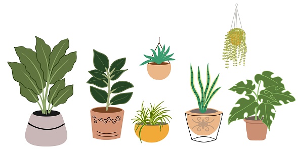 Indoor plants in pots collection on white background. Set vector of  hanging plants, snake pant, ivy, rubber plant in brown ceramic clay