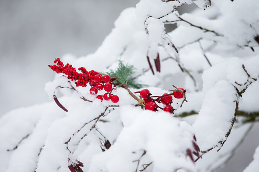 A Christmas card. Red rowan berries on snow-covered branches.