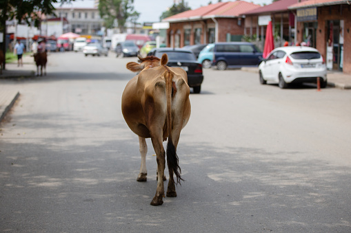 A cow walks along the streets of a city in Georgia or India.
