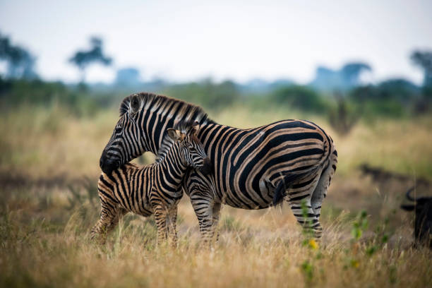 Zebras are African equines with distinctive black-and-white striped coats. plains zebra, E. quagga are found in Southern Africa Kruger park south africa
