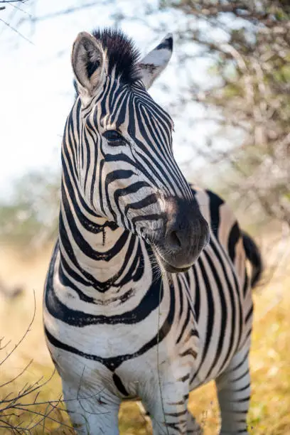 Zebras are African equines with distinctive black-and-white striped coats. plains zebra, E. quagga are found in Southern Africa Kruger park south africa
