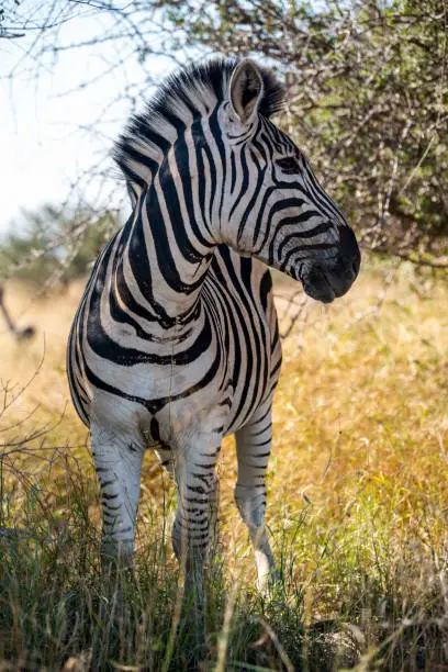 Zebras are African equines with distinctive black-and-white striped coats. plains zebra, E. quagga are found in Southern Africa, Serengeti, masai mara, kenya,  Kruger park south africa